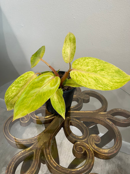 Philodendron - Painted Lady