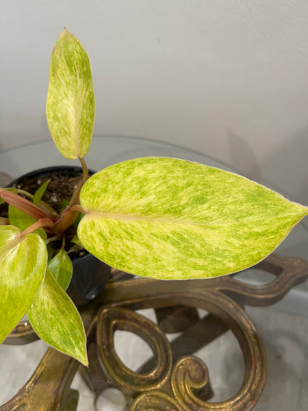 Philodendron - Painted Lady