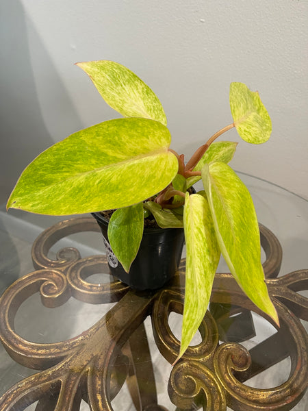 Philodendron - Painted Lady