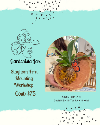 4/24 April 2025: Staghorn Ferns Mounting Workshop