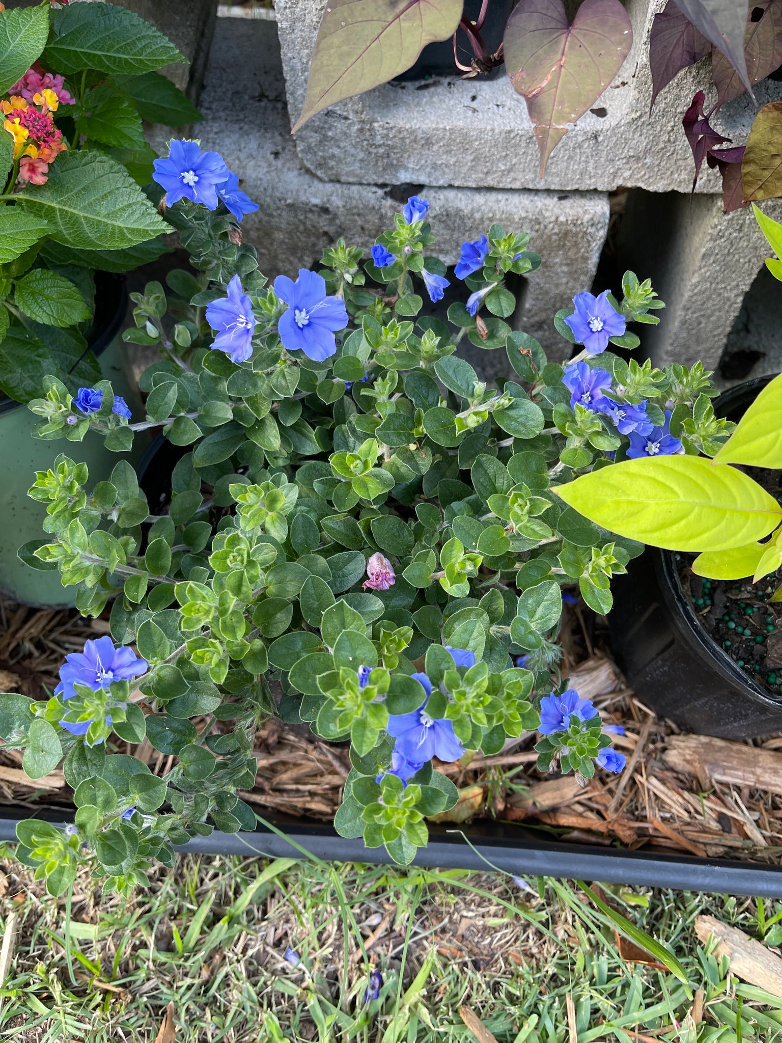 Blue Daze – Gardenista Jax