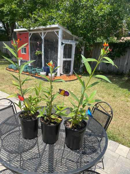 Milkweed *Local pick-up Only*