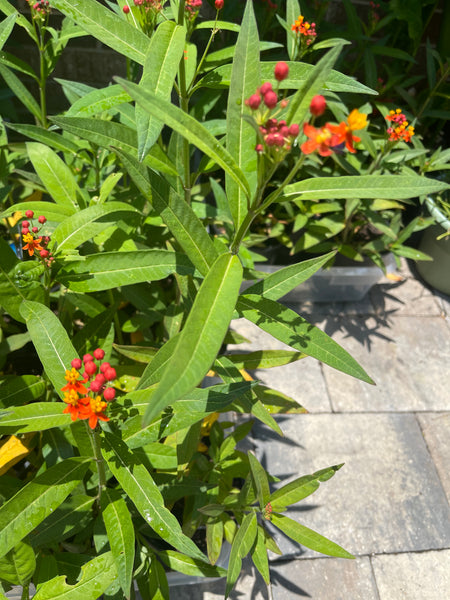 Milkweed *Local pick-up Only*