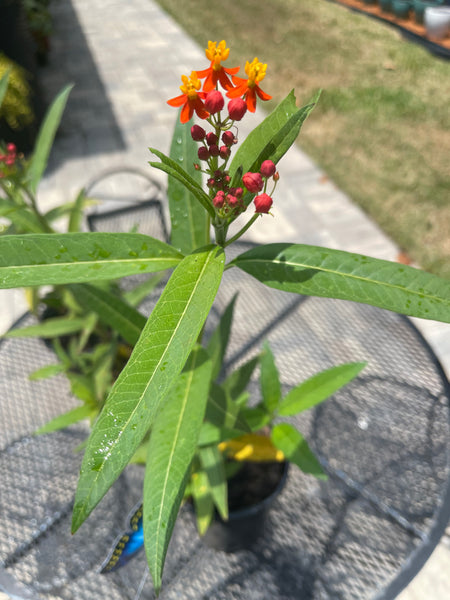 Milkweed *Local pick-up Only*