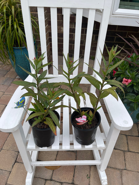 Milkweed *Local pick-up Only*