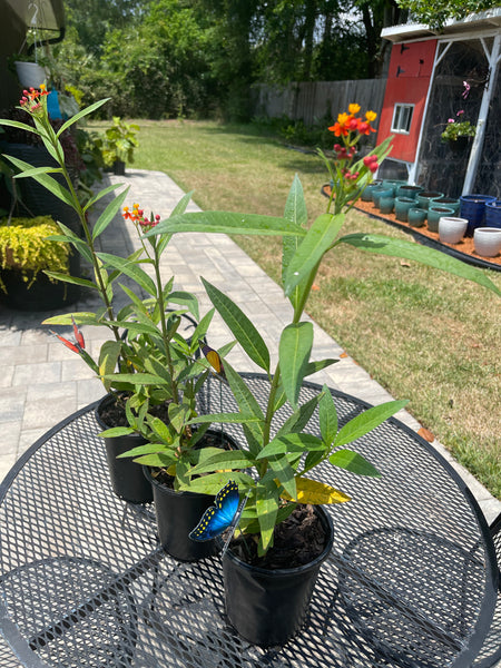 Milkweed *Local pick-up Only*