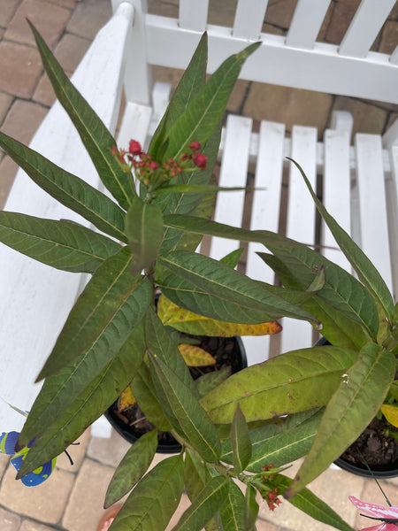 Milkweed *Local pick-up Only*